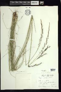 Stipa linearifolia image