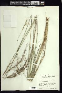 Trachypogon montufarii image