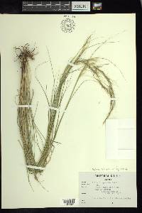 Stipa diegoensis image