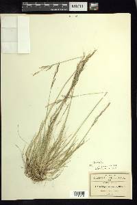 Stipa mexicana image