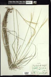 Trachypogon spicatus image