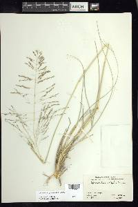 Sporobolus wrightii image