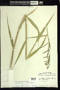 Urochloa mutica image