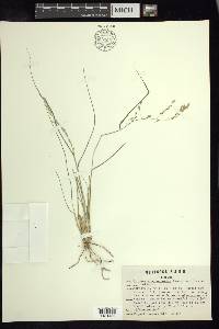 Tridens eragrostoides image