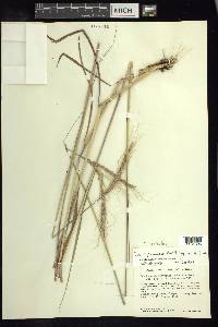 Trachypogon spicatus image