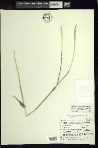 Tripsacum zopilotense image