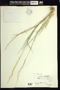 Stipa mexicana image