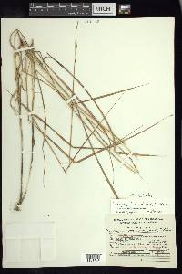 Trachypogon spicatus image