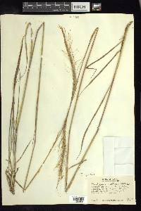 Trachypogon spicatus image