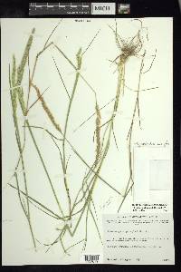 Trisetum kochianum image