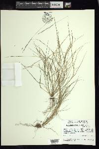 Triniochloa gracilis image