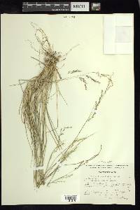 Stipa linearifolia image