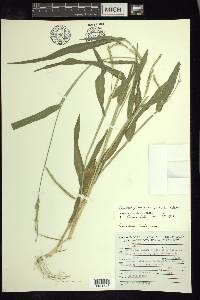 Urochloa plantaginea image