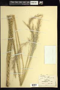 Stipa jarava image