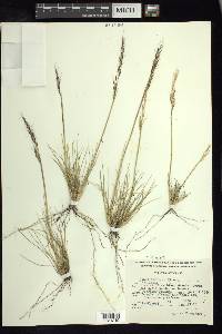 Stipa mexicana image