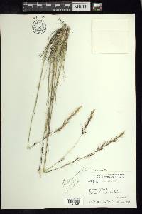 Stipa linearifolia image