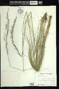 Stipa linearifolia image