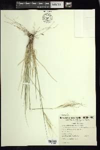 Nassella leucotricha image