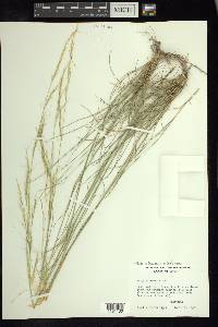 Stipa editorum image