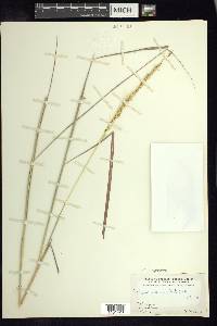 Trachypogon spicatus image