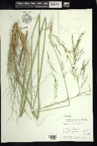 Stipa linearifolia image