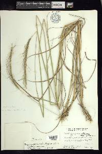 Trachypogon spicatus image