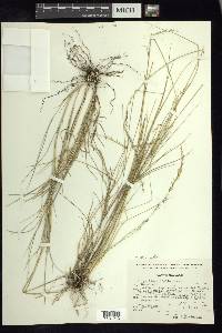 Stipa linearifolia image