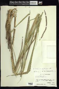 Tripsacum dactyloides subsp. hispidum image