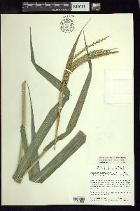 Tripsacum pilosum image