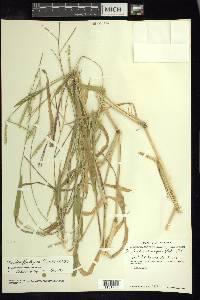 Urochloa plantaginea image