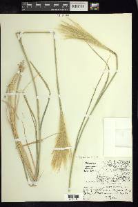 Leptochloa crinita image