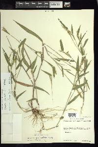 Urochloa fusca image