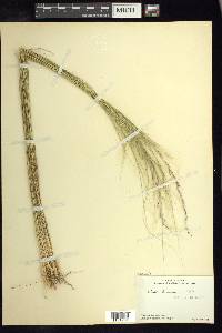 Nassella tenuissima image