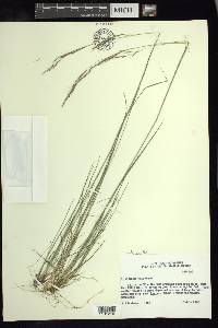 Stipa linearifolia image