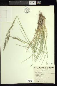 Stipa clandestina image