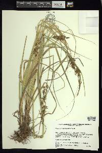 Carex humboldtiana image