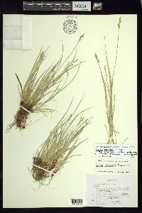 Carex bolanderi image