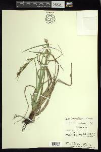 Carex humboldtiana image