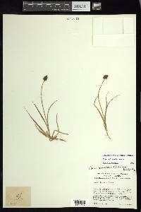 Carex orizabae image