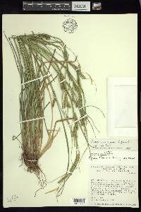 Carex mcvaughii image