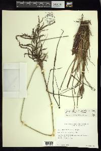 Carex jamesonii var. gracilis image