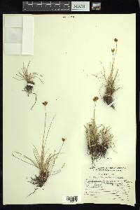 Fimbristylis mexicana image