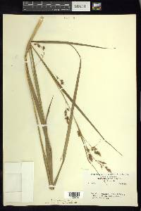Carex humboldtiana image
