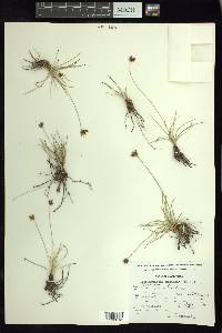 Fimbristylis mexicana image