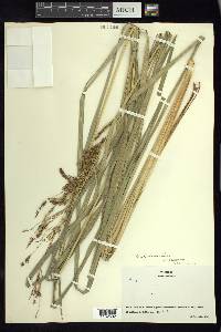 Carex jamesonii var. gracilis image