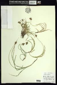Carex curviculmis image