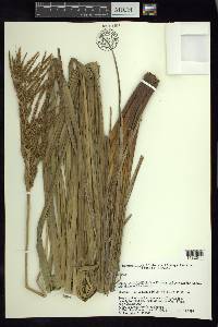 Carex jamesonii var. gracilis image