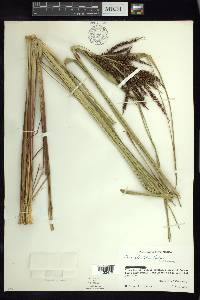 Carex jamesonii var. gracilis image