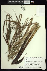 Carex jamesonii var. gracilis image