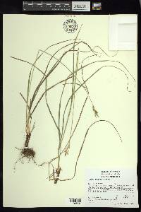 Carex ciliaris image